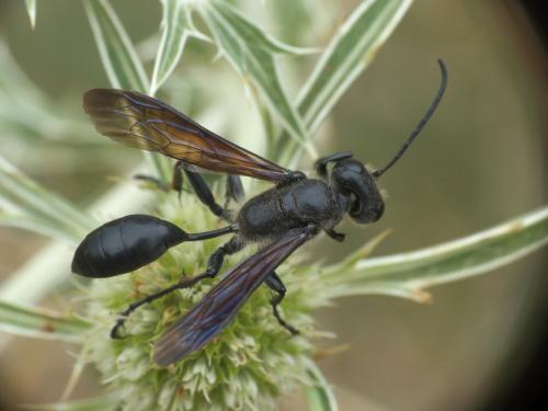Isodontia mexicana